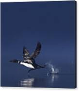 Loon Flight - Common Loon Canvas Print