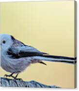Looong Tailed Tit Canvas Print