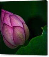 Lotus Bud Canvas Print