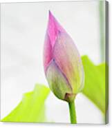Lotus Flower Bud Canvas Print