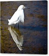 Louisiana Bird Canvas Print