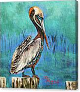 Louisiana Brown Pelican Canvas Print