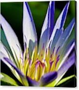 Lovely Purple Waterlily On A Summer Day Canvas Print