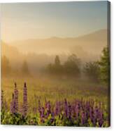 Lupine In The Fog, Sugar Hill, Nh Canvas Print