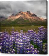 Lupines In Iceland Canvas Print