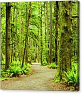 Lush Green Rain Forest Canvas Print