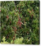 Lychee Tree With Fruit Canvas Print