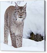 Lynxin Snow Canvas Print