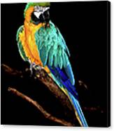 Macaw Canvas Print