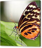 Macro Insect Common Tiger Glassywing Canvas Print