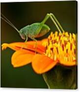 Macro Photos From Insects Nature Canvas Print