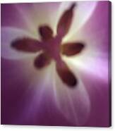 Macro Purple Tulip Canvas Print