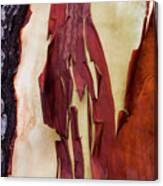 Madrone Tree Bark 03 Canvas Print