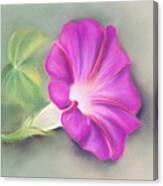 Magenta Morning Glory And Leaf Canvas Print