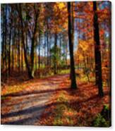 Magic Of The Forest Canvas Print