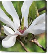 Magnolia Alba Superba Flower Canvas Print