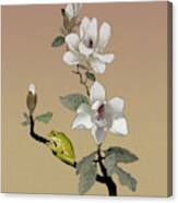 Magnolia And Tree Frog Canvas Print