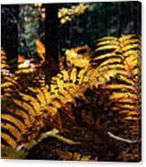 Maine Autumn Ferns Canvas Print