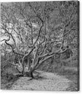 Majestic Oak In Black And White Canvas Print