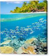 Maldives Island - Tropical Underwater Canvas Print