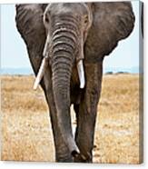 Male African Elephant Walking Canvas Print