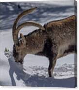 Male Iberian Ibex (capra Pyrenaica) In Winter Snow Canvas Print