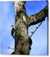 Male Pileated Woodpecker Canvas Print