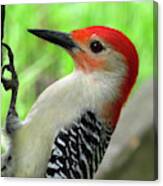 Male Red-bellied Woodpecker Canvas Print
