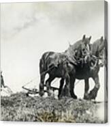 Man Ploughing Field With Horse Team Canvas Print
