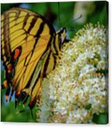 Manassas Butterfly Canvas Print
