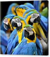 Many Of Blue And Gold Macaw Perching Canvas Print