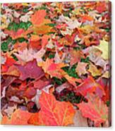 Maple Acer Sp. Leaves On The Ground In Canvas Print
