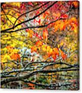 Maples Of Red And Gold Canvas Print