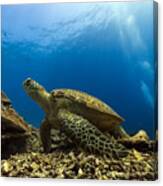 Marine Turtle Canvas Print