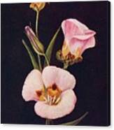 Mariposa Tulip,  C1915, 1915 Canvas Print