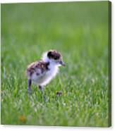 Masked Lapwing Chick Canvas Print