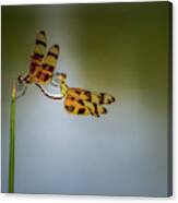 Mating Dragonflies Canvas Print