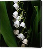 May Lily Aka Lily Of The Valley Canvas Print