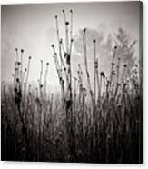 Meadow Plants 1 Canvas Print