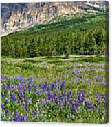 Meadow With Lupines Canvas Print