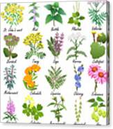 Medicinal And Healing Herbs Collection Canvas Print