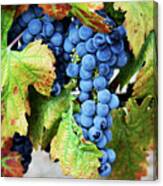Merlot - Wine Country Photography Canvas Print