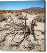 Mesquite In The Desert Sun Canvas Print