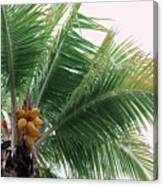 Mexican Papaya Palms Canvas Print