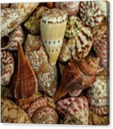 Mini Conch Shells I Canvas Print