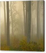 Misty Autumn Forest Canvas Print