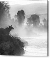 Misty Morning Moose Canvas Print