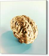 Model Of Brain Canvas Print
