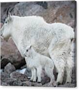 Mom And Baby Mountain Goat Photograph By Gary Kochel