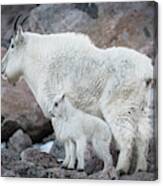 Mom And Baby Mountain Goat Canvas Print